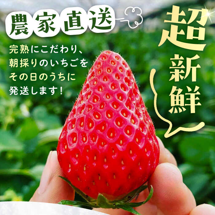 【ふるさと納税】【先行予約】【2025年12月中旬から2026年3月上旬に順次発送】石川農園 完熟大粒いちご 2パック入り(贈答用) 産地直送 イチゴ 苺 フルーツ くだもの 果物 お取り寄せ 岐阜県産 恵那市産 /恵那市/クリエイティブファーマーズ[AUAH021] サムネイル2