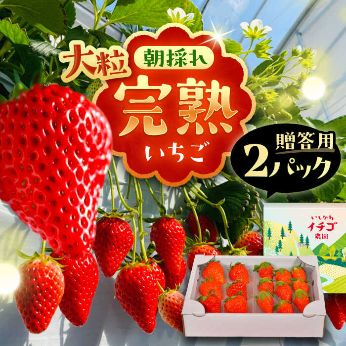 【先行予約】【2025年12月中旬から2026年3月上旬に順次発送】石川農園 完熟大粒いちご 2パック入り(贈答用) 産地直送 イチゴ 苺 フルーツ くだもの 果物 お取り寄せ 岐阜県産 恵那市産 /恵那市/クリエイティブファーマーズ[AUAH021]