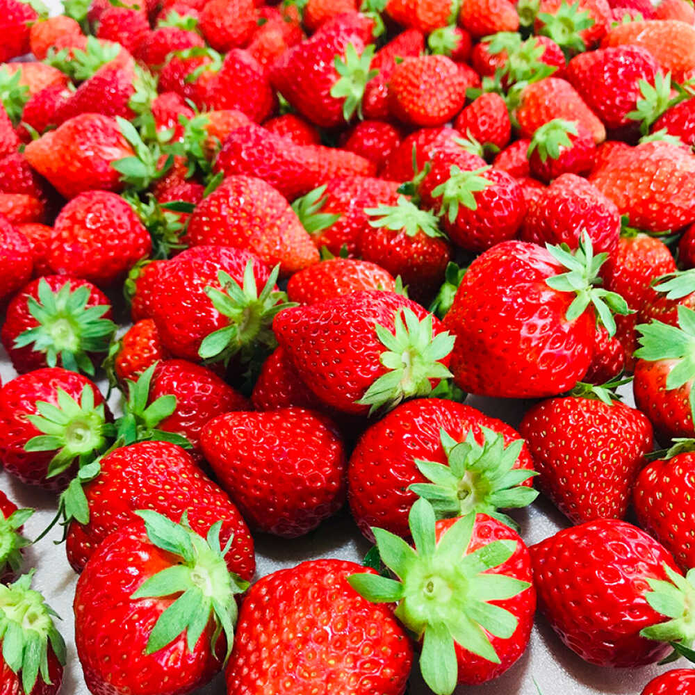 【ふるさと納税】【先行予約】【2026年1月中旬より順次発送】冷凍いちご 2kg / 苺 いちご イチゴ 冷凍 冷凍イチゴ 冷凍苺 / 恵那市 クリエイティブファーマーズ[AUAH024] サムネイル3