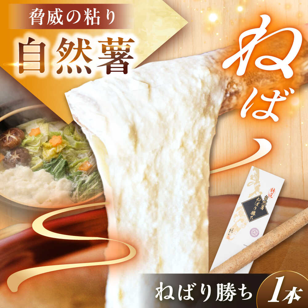 【伊勢神宮外宮奉納】 自然薯『ねばり勝ち』 1本入 / 自然薯 じねんじょ とろろ 山芋 やまいも 簡単 健康 レシピ 栄養 効果アレンジ お取り寄せ 自然薯 とろろ 山芋 やまいも ごはん ご飯 岐阜県産 恵那市産 産地直送 /恵那市/水戸屋[AUFZ007]