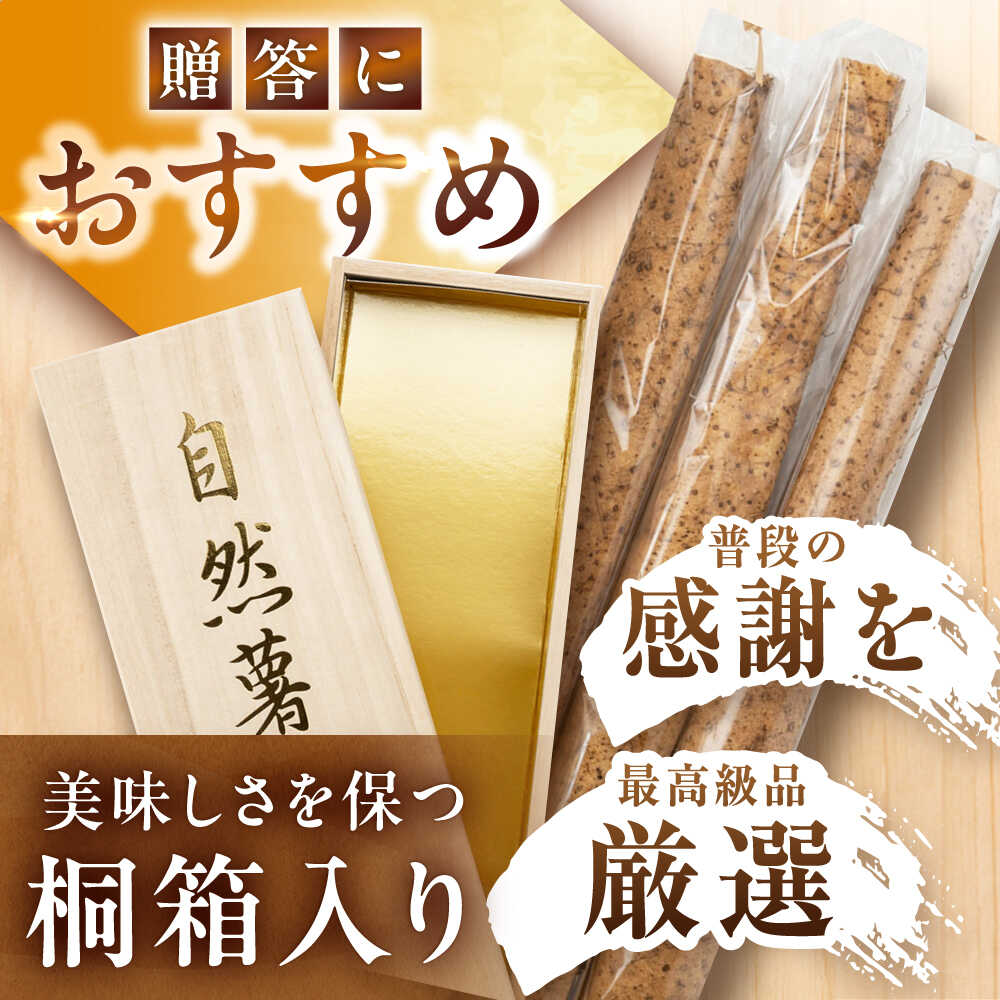 【ふるさと納税】【贈答用】高級自然薯 桐箱入（800g） / 自然薯 じねんじょ とろろ 山芋 やまいも 簡単 健康 レシピ 栄養 効果アレンジ お取り寄せ 自然薯 とろろ 山芋 やまいも ごはん ご飯 岐阜県産 恵那市産 産地直送 /恵那市/水戸屋[AUFZ008] - 画像2