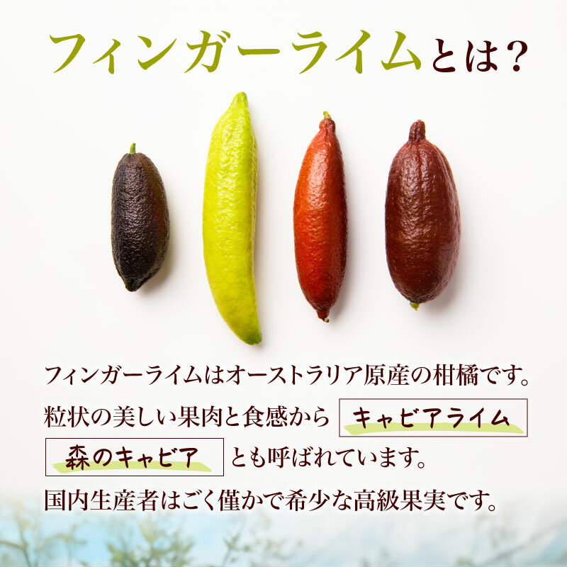 【ふるさと納税】【容量が選べる】フィンガーライム 岐阜県 可児市 果物 果実 新時代フルーツ 国産 キャビアライム 森のキャビア フルーツキャビア ブッシュキャビア 希少 柑橘 カルパッチョ ローストビーフ アイス カクテル 炭酸 トッピング 送料無料 サムネイル3