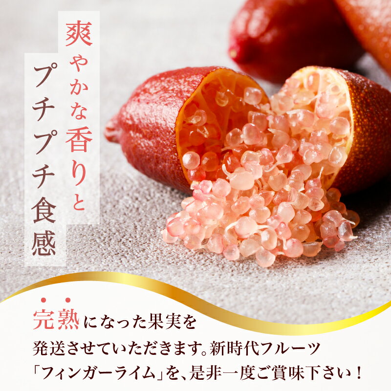 【ふるさと納税】【容量が選べる】フィンガーライム 岐阜県 可児市 果物 果実 新時代フルーツ 国産 キャビアライム 森のキャビア フルーツキャビア ブッシュキャビア 希少 柑橘 カルパッチョ ローストビーフ アイス カクテル 炭酸 トッピング 送料無料 サムネイル2
