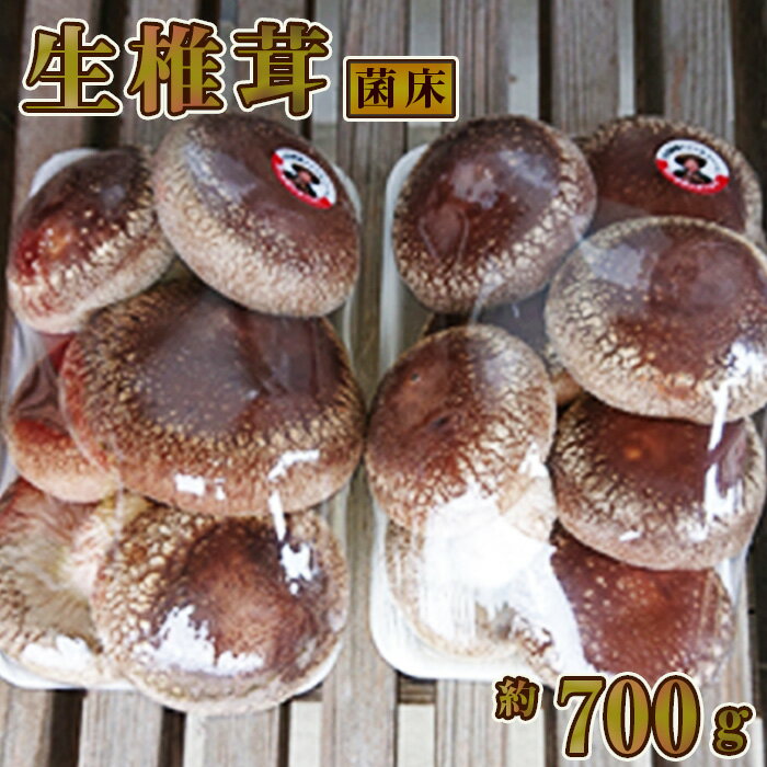 生椎茸　菌床　約700g [No.279] ／ きのこ キノコ しいたけ シイタケ 送料無料 岐阜県