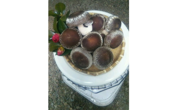 【ふるさと納税】生椎茸　菌床　約700g [No.279] ／ きのこ キノコ しいたけ シイタケ 送料無料 岐阜県 - 画像3