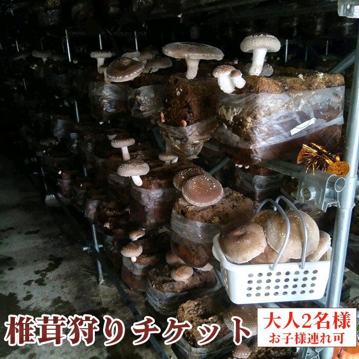 椎茸狩りチケット [No.905] ／ 肉厚 ジューシー 大型 送料無料 岐阜県