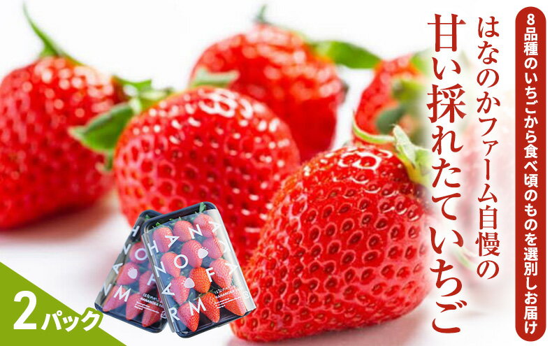 【ふるさと納税】【予約販売】当園自慢の甘い採れたていちご2パック　 果物 フルーツ デザート 食後 おやつ 高糖度 香り高い 産地直送 　※2026年2月上旬～4月下旬頃に順次発送予定　※離島への配送不可 サムネイル2