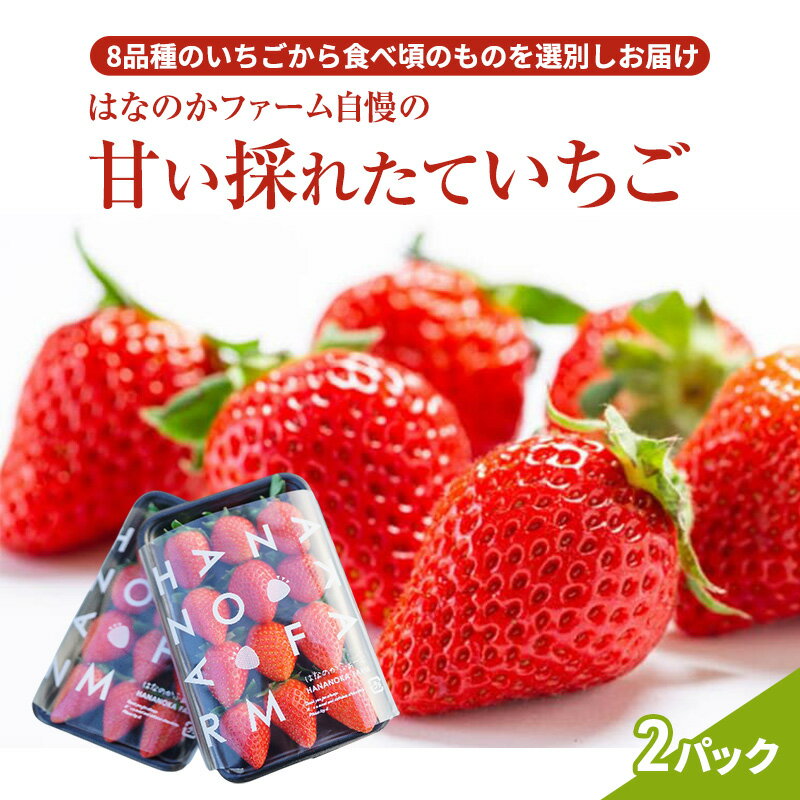 【予約販売】当園自慢の甘い採れたていちご2パック　 果物 フルーツ デザート 食後 おやつ 高糖度 香り高い 産地直送 　※2026年2月上旬～4月下旬頃に順次発送予定　※離島への配送不可