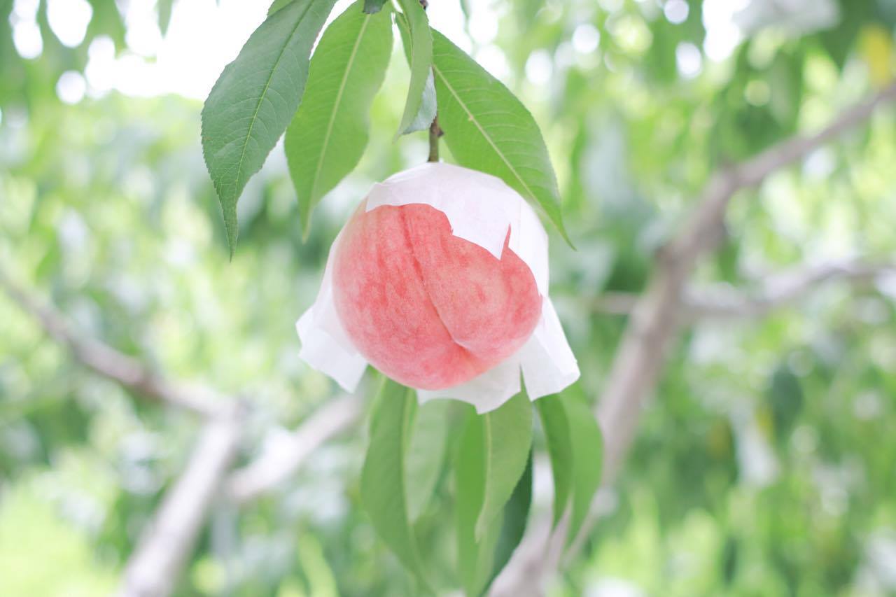 【ふるさと納税】 ＼高評価／ ＜2026年 先行予約＞ 飛騨産 桃 3kg 白桃 白鳳 あかつき ＜7月下旬〜8月20日頃発送＞ 果物 フルーツ 国産 もも モモ お取り寄せ 産地直送 期間限定 旬 特選 [Q2064x] 15000円 - 画像2