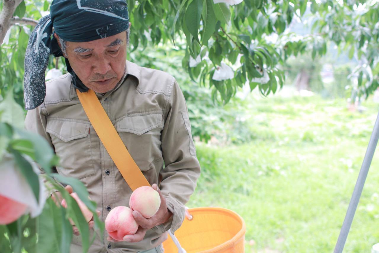 【ふるさと納税】 ＼高評価／ ＜2026年 先行予約＞ 飛騨産 桃 3kg 白桃 白鳳 あかつき ＜7月下旬〜8月20日頃発送＞ 果物 フルーツ 国産 もも モモ お取り寄せ 産地直送 期間限定 旬 特選 [Q2064x] 15000円 - 画像3