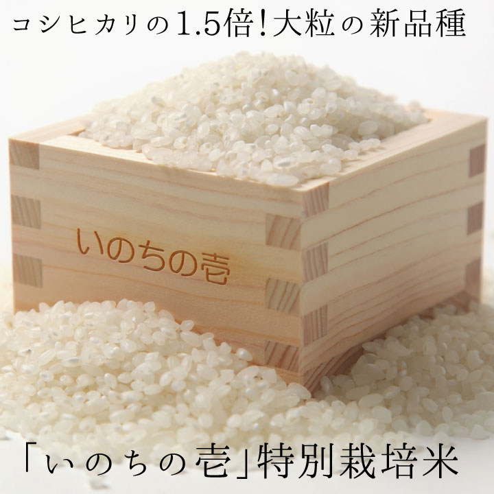 定期便12回＼寄付額見直しました！／ いのちの壱5kg×12ヶ月 定期便 計60kg 特別栽培米 玄米 対応可能 5kg 12回 12カ月 12か月 定期 60kg 米 コメ 白米 ごはん 5キロ 1年 特別栽培米 単一原料米 [Q641pi] どやな飛騨市
