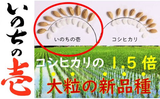 【ふるさと納税】定期便12回＼寄付額見直しました！／ いのちの壱5kg×12ヶ月 定期便 計60kg 特別栽培米 玄米 対応可能 5kg 12回 12カ月 12か月 定期 60kg 米 コメ 白米 ごはん 5キロ 1年 特別栽培米 単一原料米 [Q641pi] どやな飛騨市 - 画像3