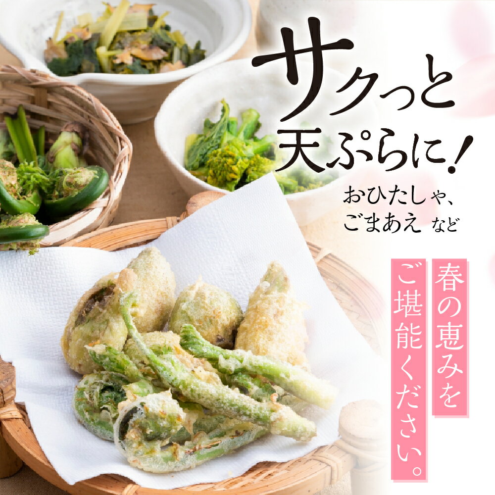 【ふるさと納税】《先行予約》4~5月お届け 春の味覚をお届け！山菜を中心と春の味覚セット [Q631] 12000円 山菜 詰め合わせセット 食べ比べ 野菜 12000円 - 画像3