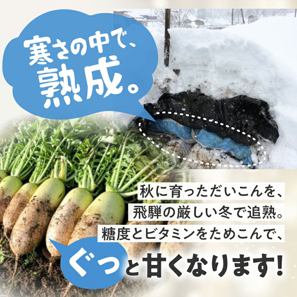 【ふるさと納税】《先行予約》満天☆青空レストラン で紹介 飛騨 山之村 清水さんちの「寒熟だいこん」 【2027年1月下旬〜3月上旬発送】完熟大根 約4.5kg 2〜6本 清水農園 野菜 産地直送 お取り寄せ 完熟 ダイコン 鍋 おでん 煮物 [A0122wxch] 12000円 飛騨市 - 画像3