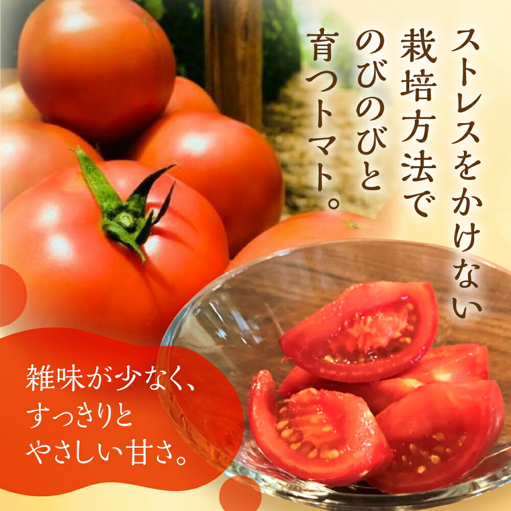 【ふるさと納税】《先行予約》令和8年産 トマト 朝採り発送！ 飛騨古川 池田農園 おいしい水と空気で育った大玉トマト 3kg とまと 野菜 サラダ ジュース 料理 3キロ［A0038x］12000円 - 画像3