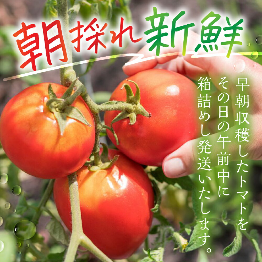 【ふるさと納税】《先行予約》令和8年産 トマト 朝採り発送！ 飛騨古川 池田農園 おいしい水と空気で育った大玉トマト 3kg とまと 野菜 サラダ ジュース 料理 3キロ［A0038x］12000円 - 画像3
