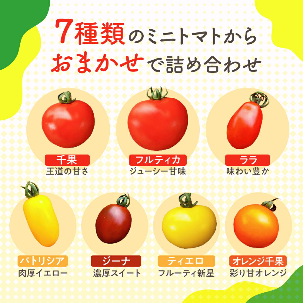 【ふるさと納税】《先行予約》令和8年産 飛騨産 ミニトマト カラフルキュートなミニトマトの詰め合わせたっぷり1.5kg！ トマト とまと 甘い きれいな 水 サラダ おやつ 朝食 夏 野菜 池田農園 飛騨市 [Q216x] 12000円 - 画像3
