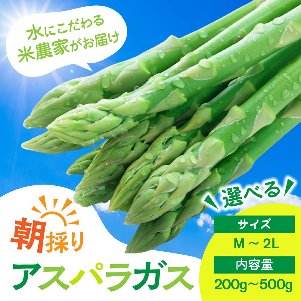 数量限定《先行予約》令和8年産 6月下旬から発送 米 農家がつくる！朝採れアスパラガス M~L L~2L 選べる内容量 200g 500g 野菜 やさい 新鮮 アスパラ 不揃い 訳あり お米 農家 池本農園［Q1411］5000円ちょうど 5000円 10000円 5千円 1万円 旬《hida0307》