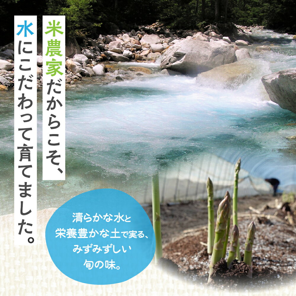 【ふるさと納税】数量限定《先行予約》令和8年産 6月下旬から発送 米 農家がつくる！朝採れアスパラガス M~L L~2L 選べる内容量 200g 500g 野菜 やさい 新鮮 アスパラ 不揃い 訳あり お米 農家 池本農園［Q1411］5000円ちょうど 5000円 10000円 5千円 1万円 旬《hida0307》 - 画像2