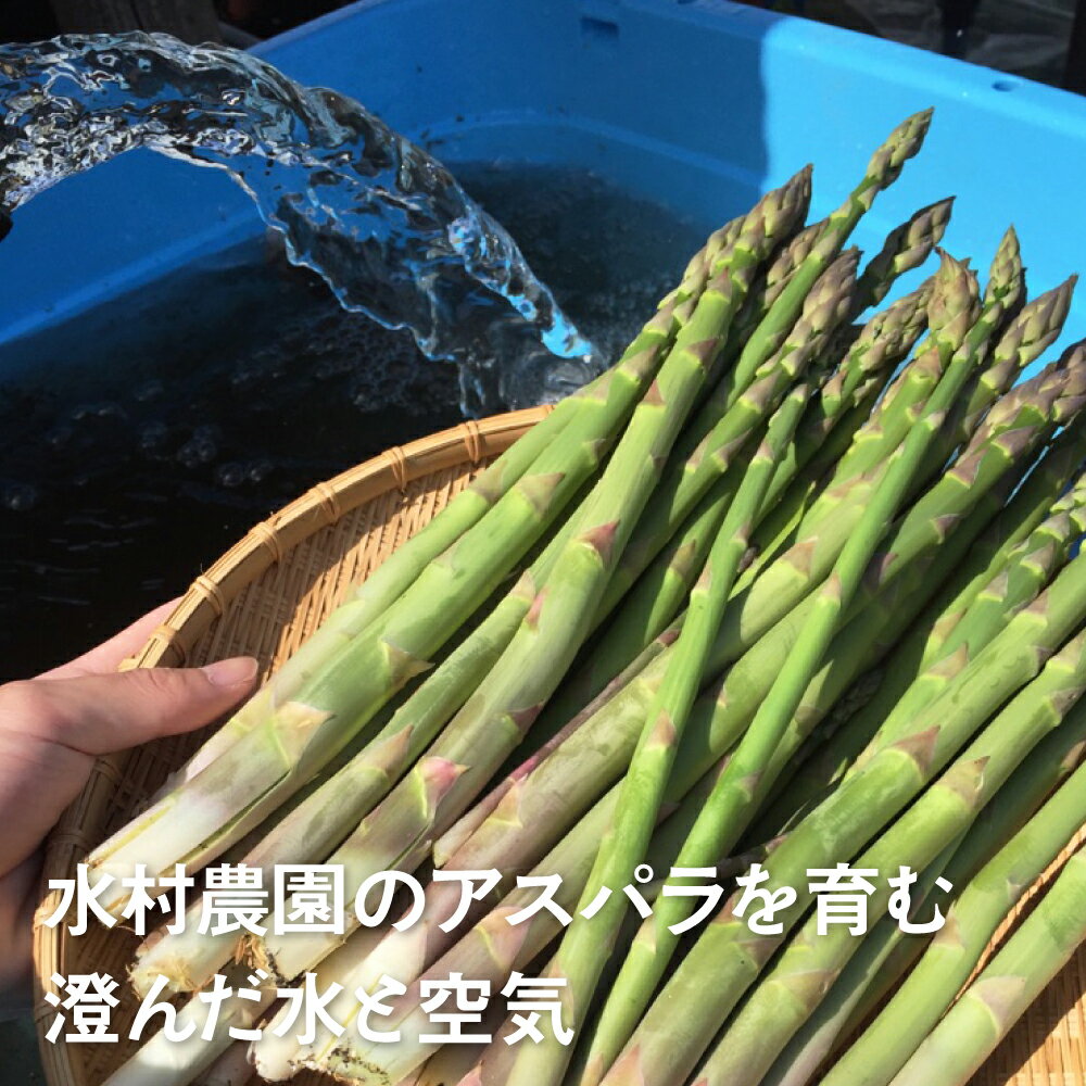 【ふるさと納税】《令和8年産 2026年先行予約受付中》根本までむしゃむしゃ食べられる柔らか甘いアスパラ 300g~1kg 500g グリーン アスパラガス　M-L L~2L 冷蔵 野菜 サラダ 天ぷら 新鮮 旬 時間指定 5000円 8000円 10000円 1万円 訳あり 不揃い 規格外 訳アリ 水村農園 サムネイル3