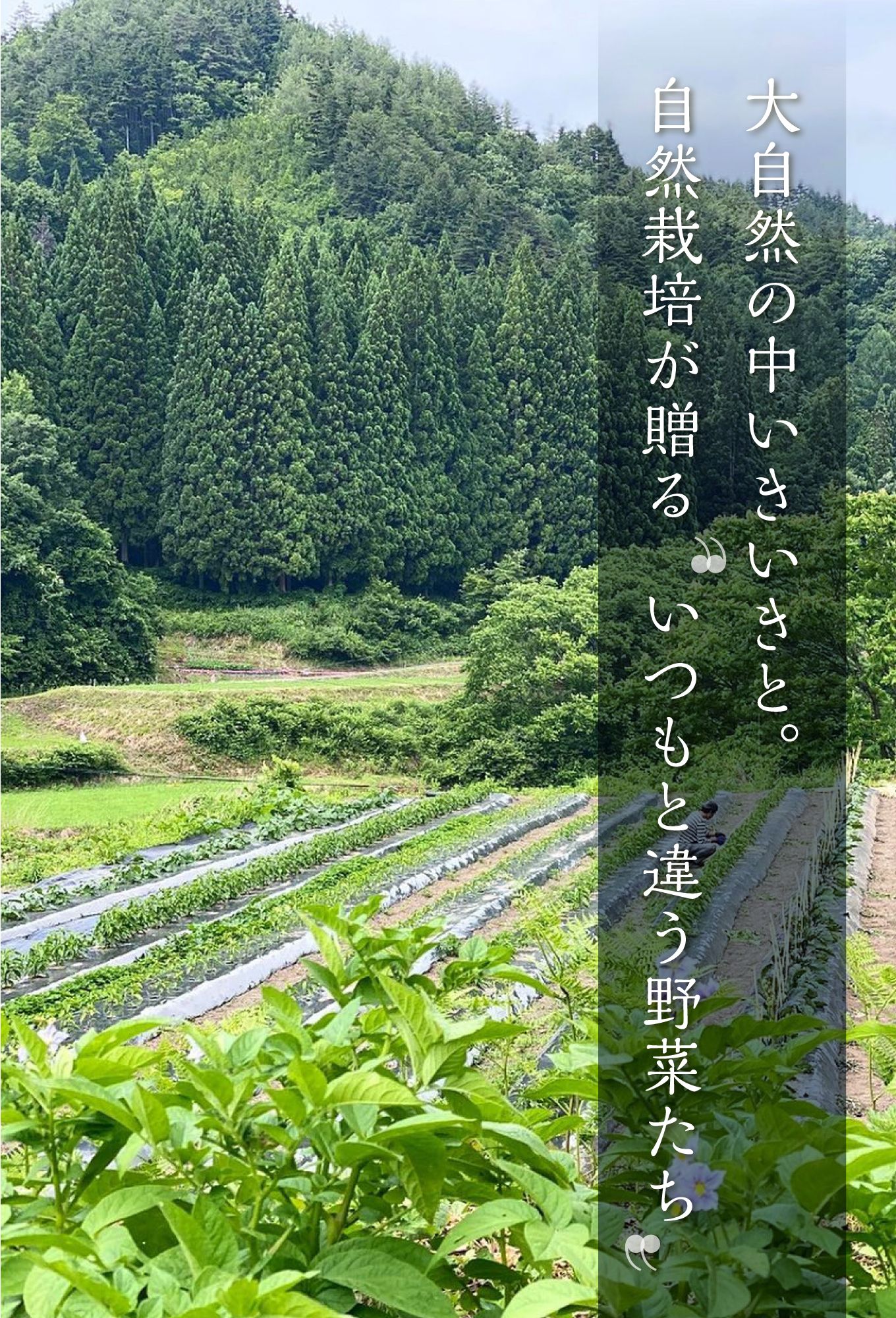 【ふるさと納税】令和8年産 2026年発送《先行予約》野菜セット 5品 自然栽培 野菜BOX・Sサイズ 夏野菜 秋野菜 ピーマン ナス きゅうり オクラ ズッキーニ 自家採種 [A0092x]8000円 8千円 サムネイル3