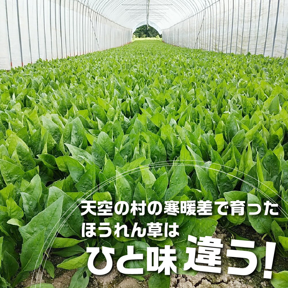 【ふるさと納税】《先行予約》《期間限定》飛騨ほうれん草 150g×8 朝採れ ほうれんそう ホウレンソウ 個包装 野菜 やさい 葉物 山之村 新鮮 産地直送 飛騨市 [A0089wx]10000円 1万円 - 画像3