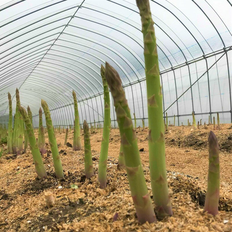 【ふるさと納税】《令和8年産 2026年先行予約受付中》根本までむしゃむしゃ食べられる柔らか甘いアスパラガス MLサイズ 500g 1kg アスパラ アスパラガス 飛騨市 水村農園 グリーンアスパラガス 10000円 1万円 - 画像3