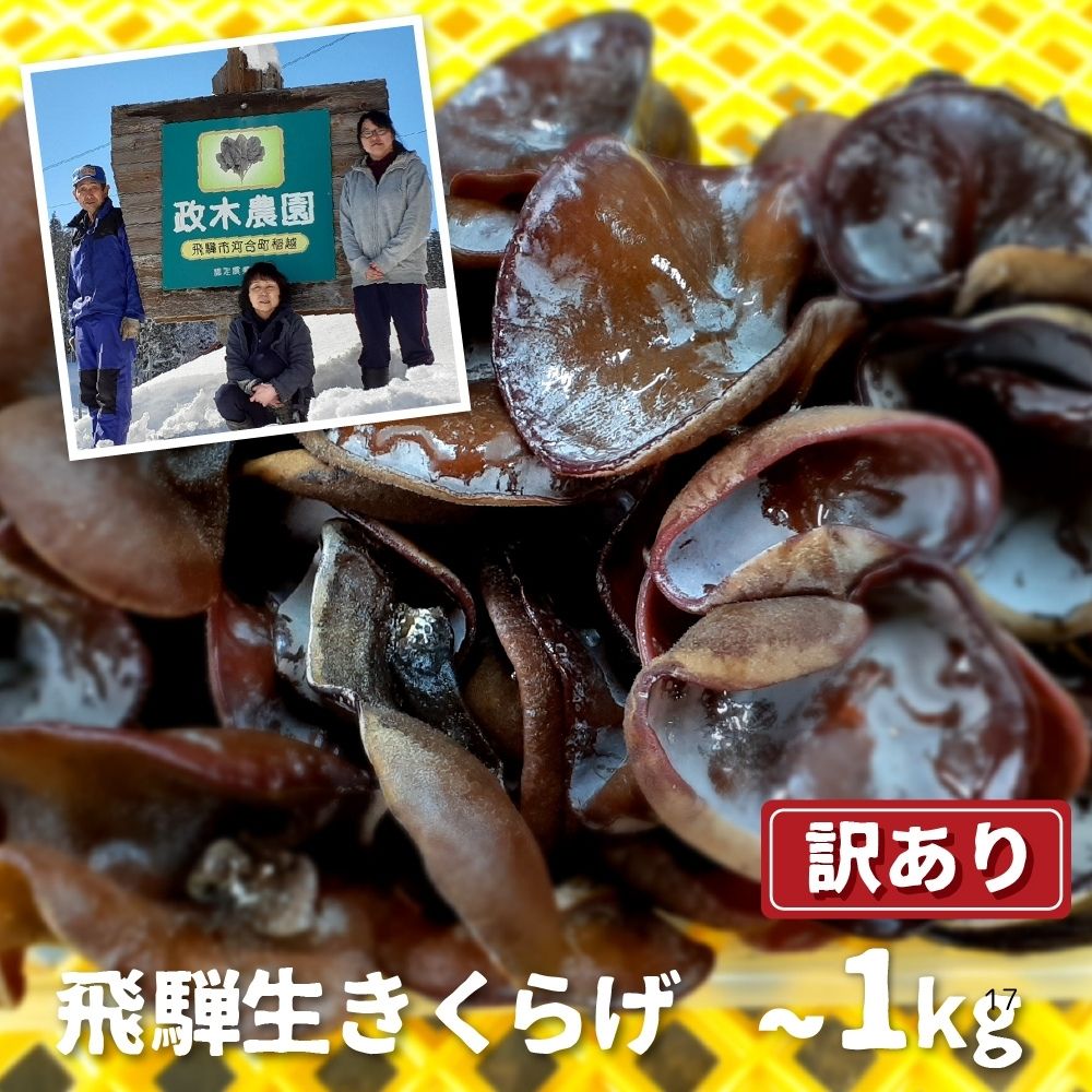 生きくらげ 500g 1kg　内容量選べる 政木農園 キクラゲ 飛騨 簡易包装 訳あり 訳アリ わけあり ワケアリ 家庭用 [Q1297wx] 6000円 6千円 10000円 1万円 飛騨市