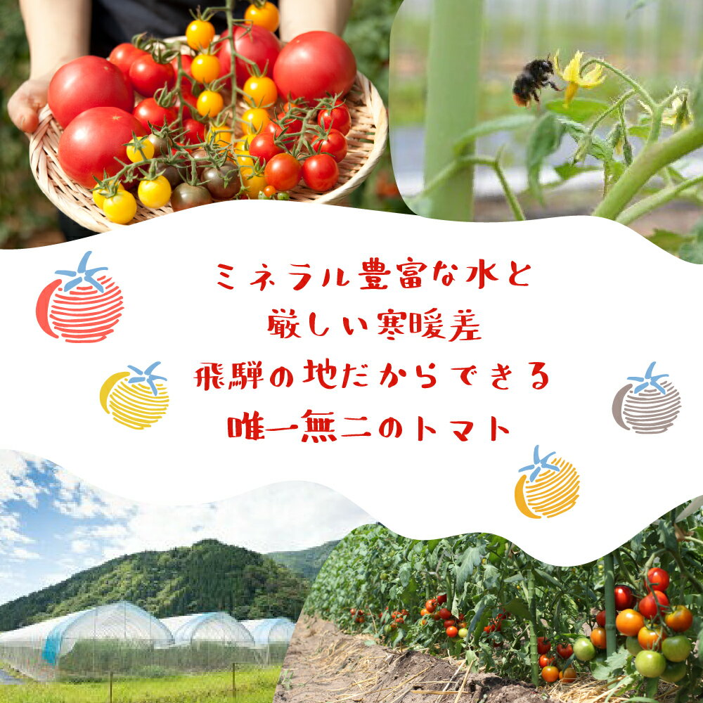 【ふるさと納税】《先行予約》夏季限定 2026年発送 雪解け水で育ったカラフルな濃厚ミニトマト 2kg カラフルミニトマト ミニトマト トマト プチ とまと 2キロ 夏野菜 旬 野菜 10000円 1万円 長九郎農園 飛騨市［A0008_26］ サムネイル2