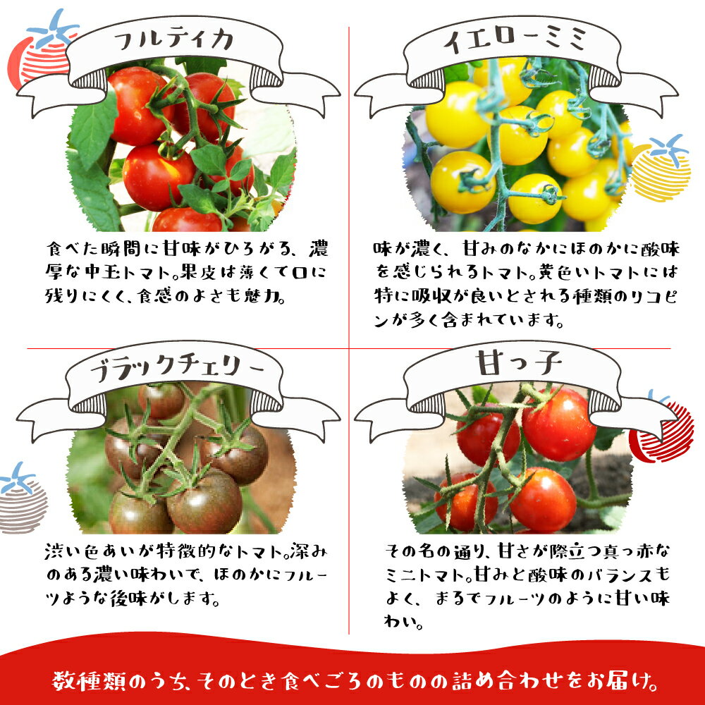 【ふるさと納税】《先行予約》夏季限定 2026年発送 雪解け水で育ったカラフルな濃厚ミニトマト 2kg カラフルミニトマト ミニトマト トマト プチ とまと 2キロ 夏野菜 旬 野菜 10000円 1万円 長九郎農園 飛騨市［A0008_26］ サムネイル3