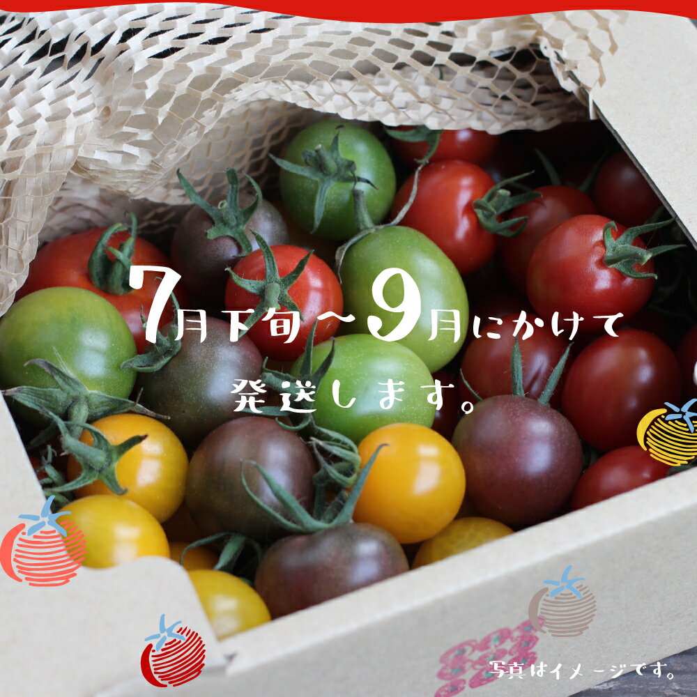 【ふるさと納税】先行予約《夏季限定》2026年分 雪解け水で育ったカラフルな濃厚トマト2kgセット（大玉・ミニトマト）産地直送 野菜 トマト ミニトマト プチ 2キロ とまと 朝採れ 美味しい 新鮮 いろいろ セット 飛騨市 [A0018_26] 12000円 サムネイル3