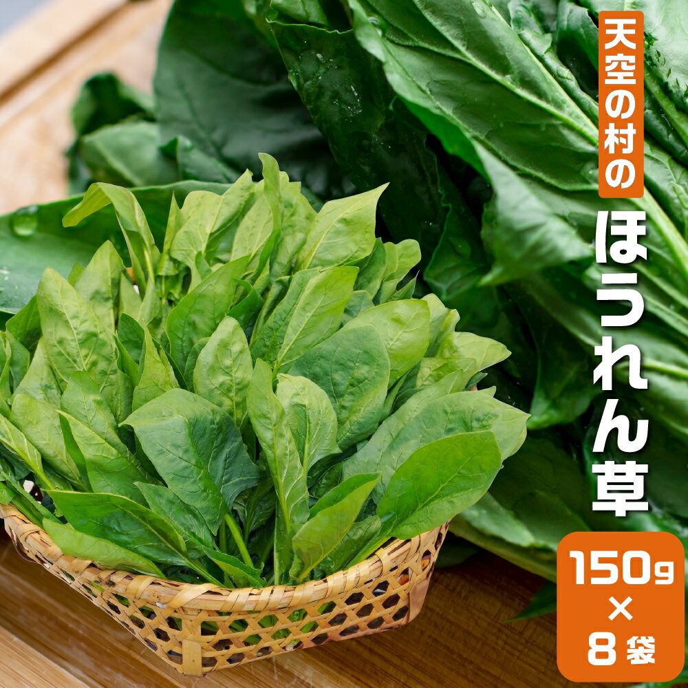《先行予約》《期間限定》飛騨ほうれん草 150g×8 朝採れ ほうれんそう ホウレンソウ 個包装 野菜 やさい 葉物 山之村 新鮮 産地直送 飛騨市 [A0089wx]10000円 1万円