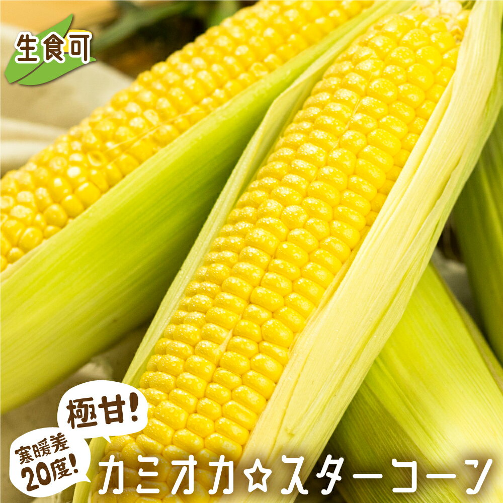 《先行予約・数量限定》まるでフルーツ！特別栽培 トウモロコシ 激甘！極旨のスーパースイート系トウモロコシ「カミオカスターコーン」令和8年産 選べる内容量 甘い コーン とうもろこし おいしい あまい 野菜 果物 夏 BBQ 焼肉 贈答 ギフト[B0107] 12000円