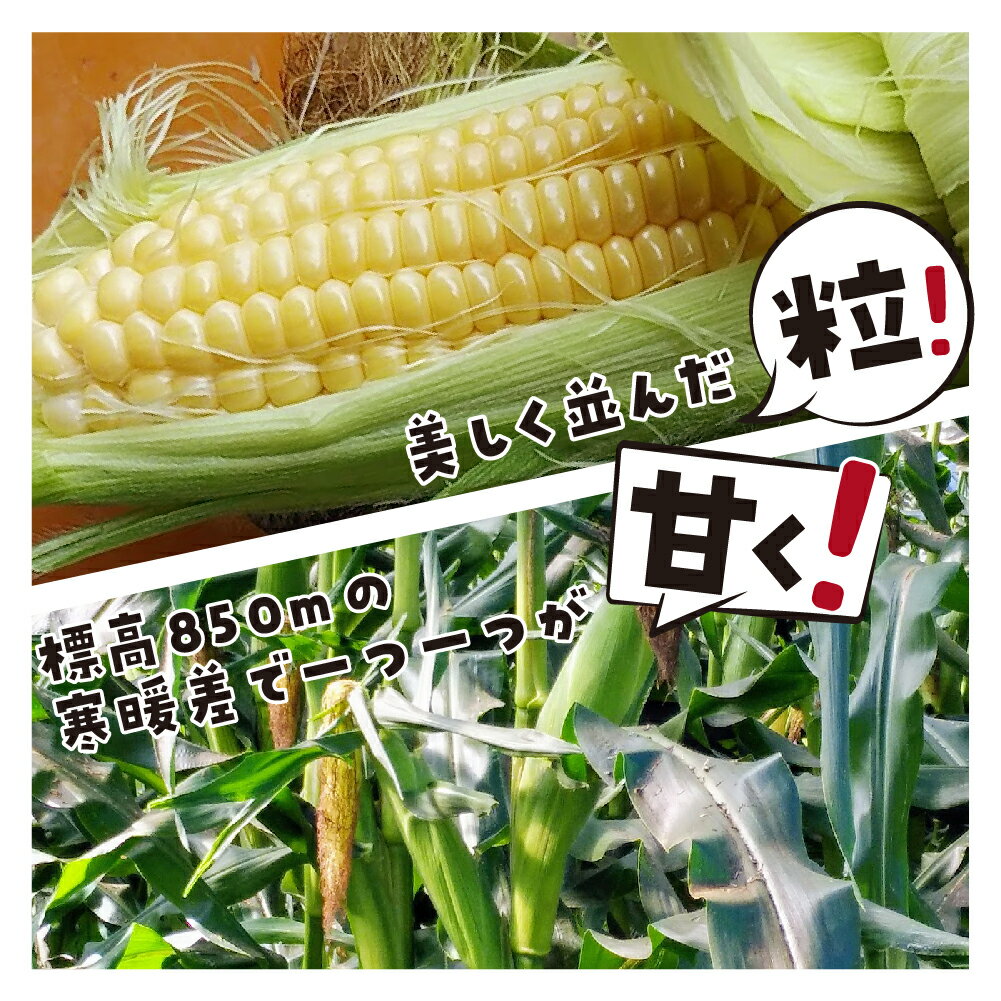 【ふるさと納税】《令和8年産先行予約》甘い！朝採れトウモロコシ ゴールドラッシュ 4kg 8〜10本 8月中旬から9月下旬にお届け とうもろこし スイートコーン 飛騨産 サイズ不揃い 不揃い 訳あり 訳アリ わけあり ワケアリ 産地直送 夏 秋 野菜 季節 10000円 1万円 [B0224x] - 画像3