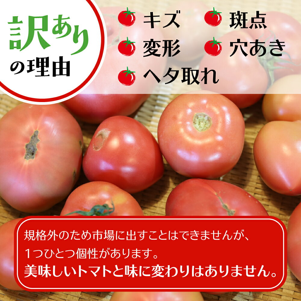 【ふるさと納税】《2026年産先行予約受付中》【訳あり】飛騨トマト　約1.8kg 6月以降順次発送 とまと トマト 麗月 夏野菜 訳あり 不揃い 傷 キズ 玉数・大きさおまかせ サトーカルチャー [Q2201_25] 5000円 5千円 規格外 サムネイル2
