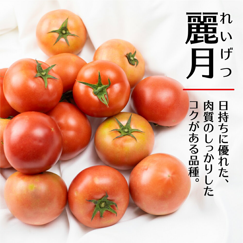 【ふるさと納税】《2026年産先行予約受付中》【訳あり】飛騨トマト　約1.8kg 6月以降順次発送 とまと トマト 麗月 夏野菜 訳あり 不揃い 傷 キズ 玉数・大きさおまかせ サトーカルチャー [Q2201_25] 5000円 5千円 規格外 サムネイル3