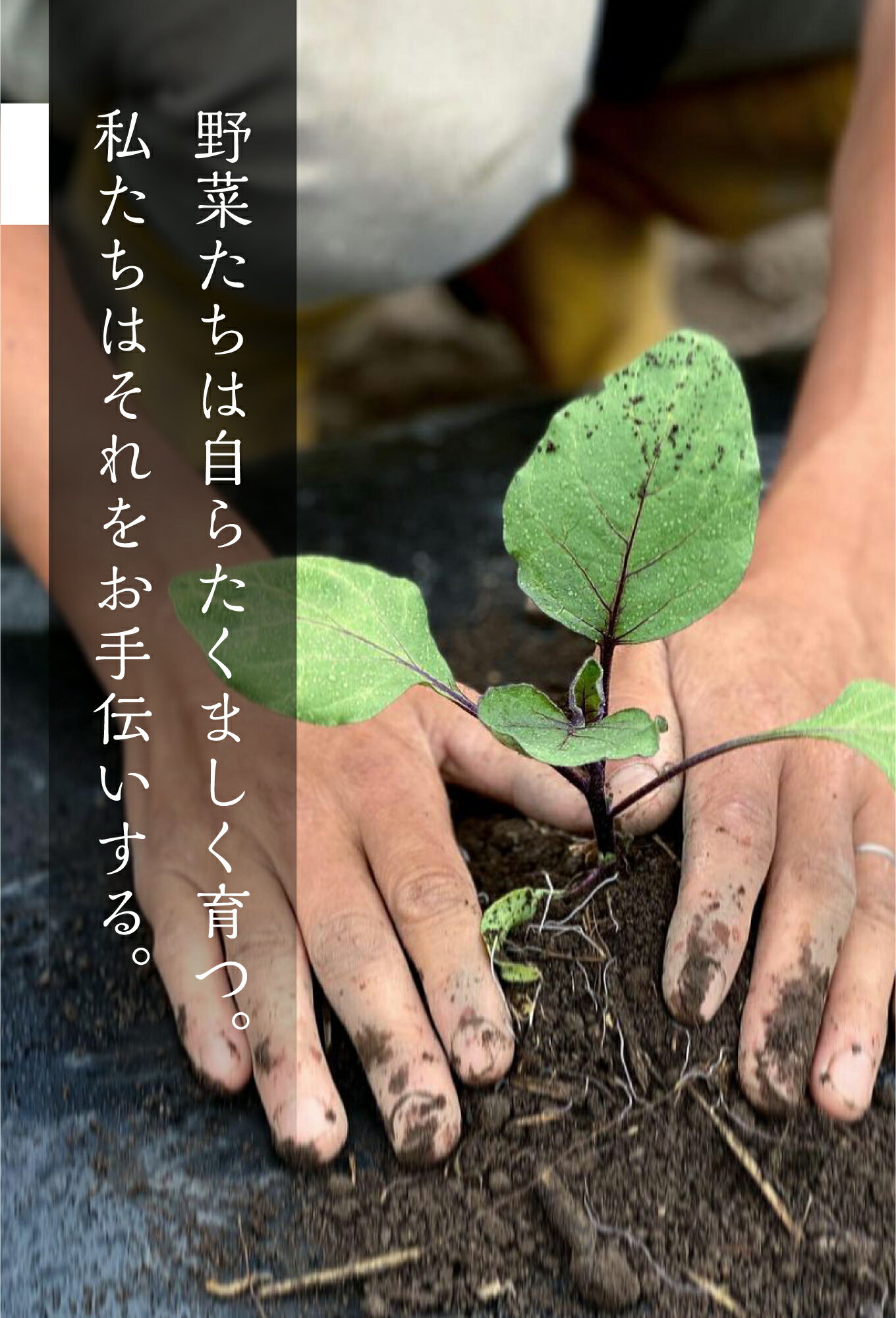 【ふるさと納税】令和8年産 2026年発送《先行予約》野菜セット 5品 自然栽培 野菜BOX・Sサイズ 夏野菜 秋野菜 ピーマン ナス きゅうり オクラ ズッキーニ 自家採種 [A0092x]8000円 8千円 サムネイル2