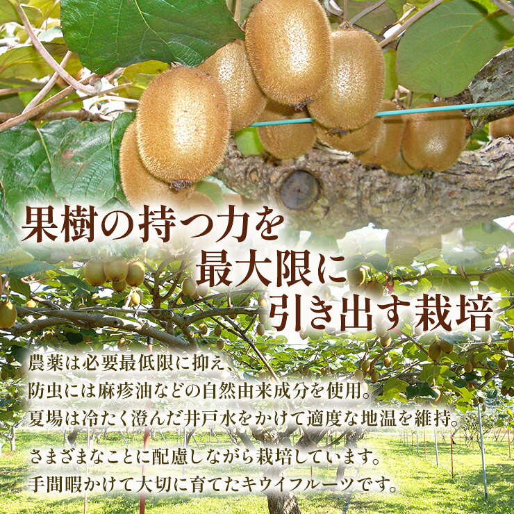 【ふるさと納税】【2026年 先行予約】加藤果樹園のキウイフルーツ 家庭用 訳あり 訳アリ 3.5kg 24〜30個 L〜3Lサイズ 1月上旬〜3月中旬発送 フルーツ 果物 くだもの 産地直送 お取り寄せ キウイ [1041] 10000円 一万円 - 画像3