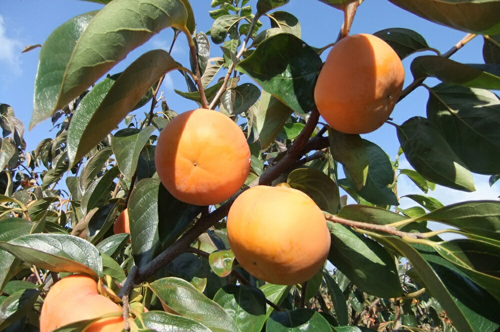 【ふるさと納税】【先行予約】令和7年産《柿の王様》マル糸の 富有柿 Lサイズ ( 14個入 ) 11月下旬より発送予定 [mt703_25]｜かき 富有柿 ふゆうがき フルーツ カキ 果物 くだもの 産地直送 岐阜県 本巣市 15000円 サムネイル3