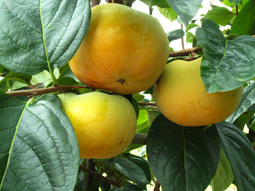 【ふるさと納税】[先行予約] 令和8年産 太秋柿 4Lサイズ 8個入り《2026年10月上旬より発送予定》[1000]｜かき 柿 太秋 フルーツ カキ 果物 くだもの 産地直送 高橋柿ファーム 岐阜県 本巣市 16000円 サムネイル3