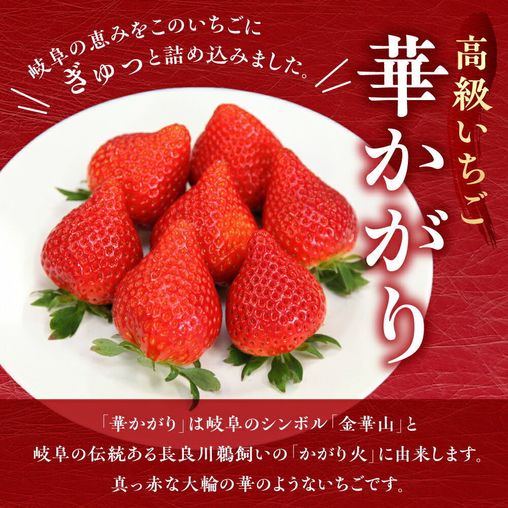 【ふるさと納税】【先行予約】岐阜いちご「華かがり」 12個 1月上旬〜3月下旬に配送｜苺 イチゴ 果物 高級 フルーツ デザート くだもの いちご 大粒 果物 贈答 ギフト 化粧箱 産地直送 高級 全農ぎふ [0815] [mt029] 11000円 サムネイル2
