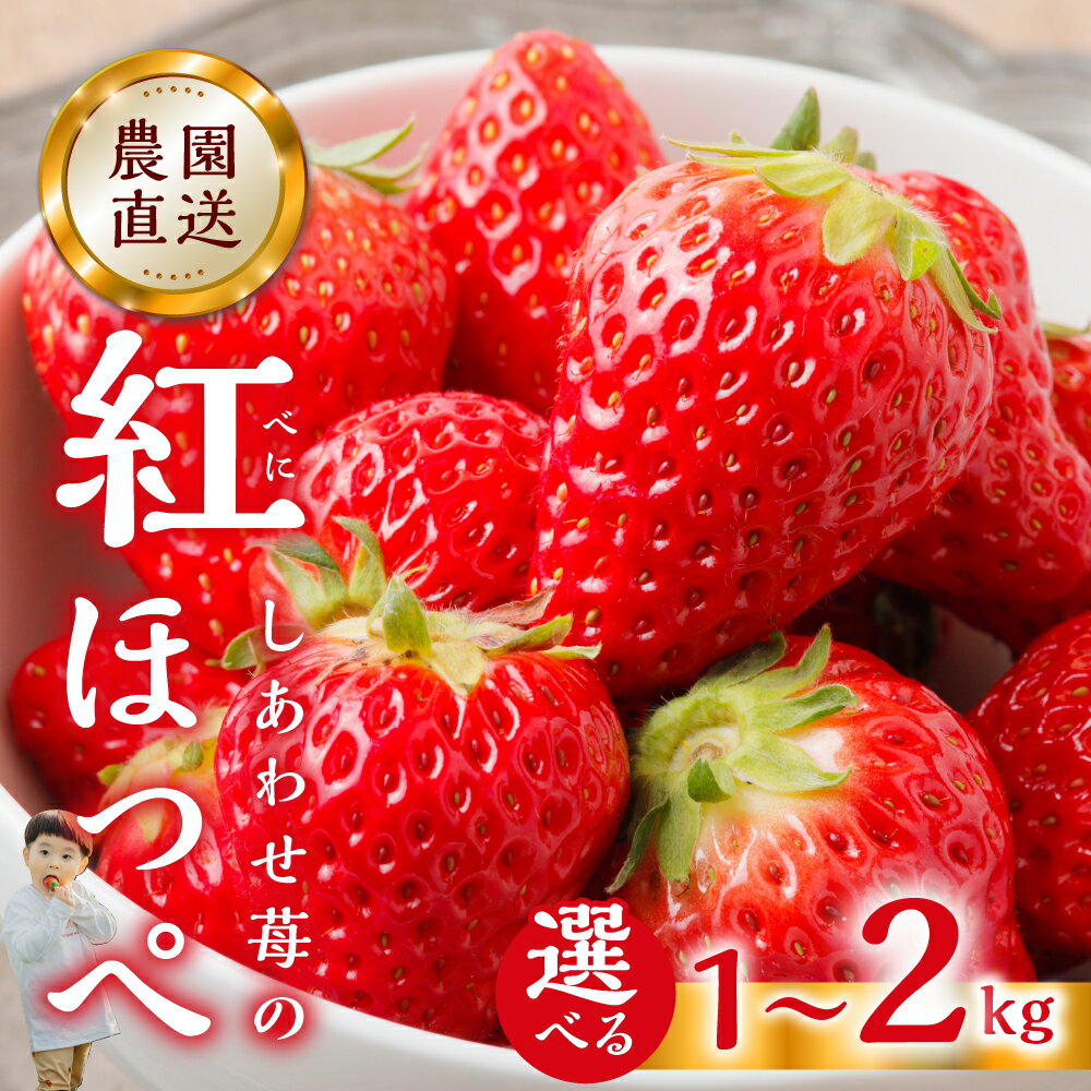 【2026年1月以降発送】 自宅用 いちご 紅ほっぺ 選べる 1kg (250g × 4p) or 2kg [しあわせ苺] サイズ バラバラ 訳あり 訳アリ 農園直送 フルーツ 果物 苺 イチゴ 子ども 大人 人気 小分け 簡易梱包 家庭用 産地直送 先行予約 岐阜 期間限定 [nt524]