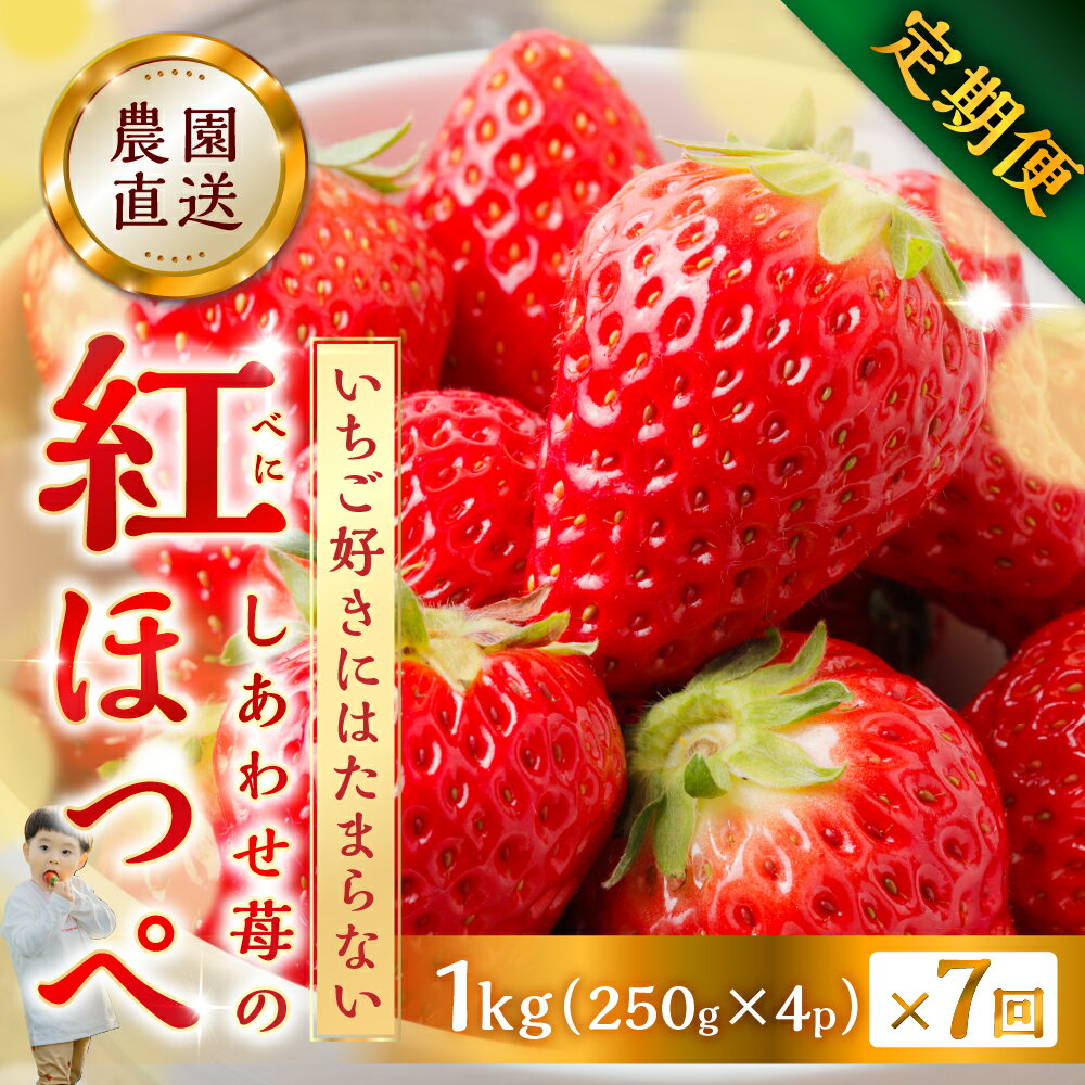 【プレミアム 定期便 全7回】自宅用 いちご 紅ほっぺ 1kg (250g × 4p ）7か月 7回 [mt1800]｜フルーツ 果物 スイーツ 苺 いちご イチゴ しあわせ苺 サイズ バラバラ 訳あり 訳アリ 含む 農園直送 送料無料 人気 苺 国産 岐阜県 本巣市 2026年 先行予約