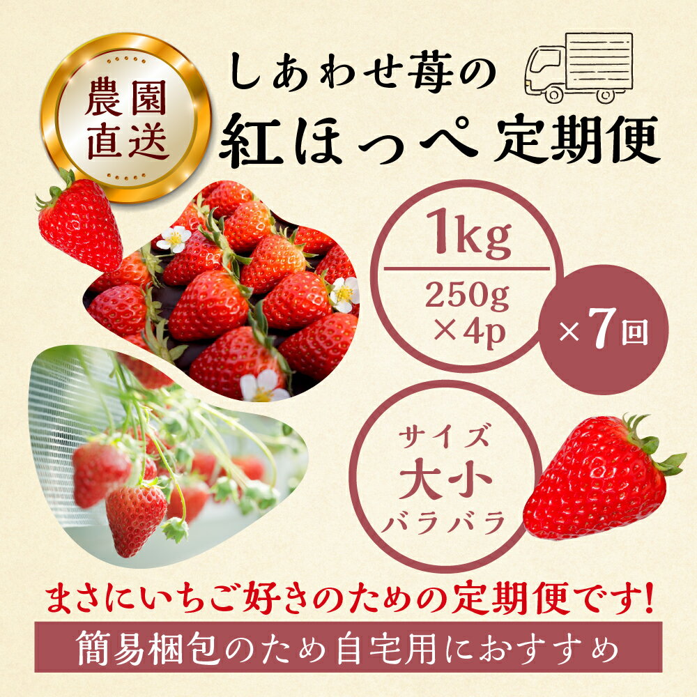 【ふるさと納税】 【プレミアム 定期便 全7回】自宅用 いちご 紅ほっぺ 1kg (250g × 4p ）7か月 7回 [mt1800]｜フルーツ 果物 スイーツ 苺 いちご イチゴ しあわせ苺 サイズ バラバラ 訳あり 訳アリ 含む 農園直送 送料無料 人気 苺 国産 岐阜県 本巣市 2026年 先行予約 サムネイル2