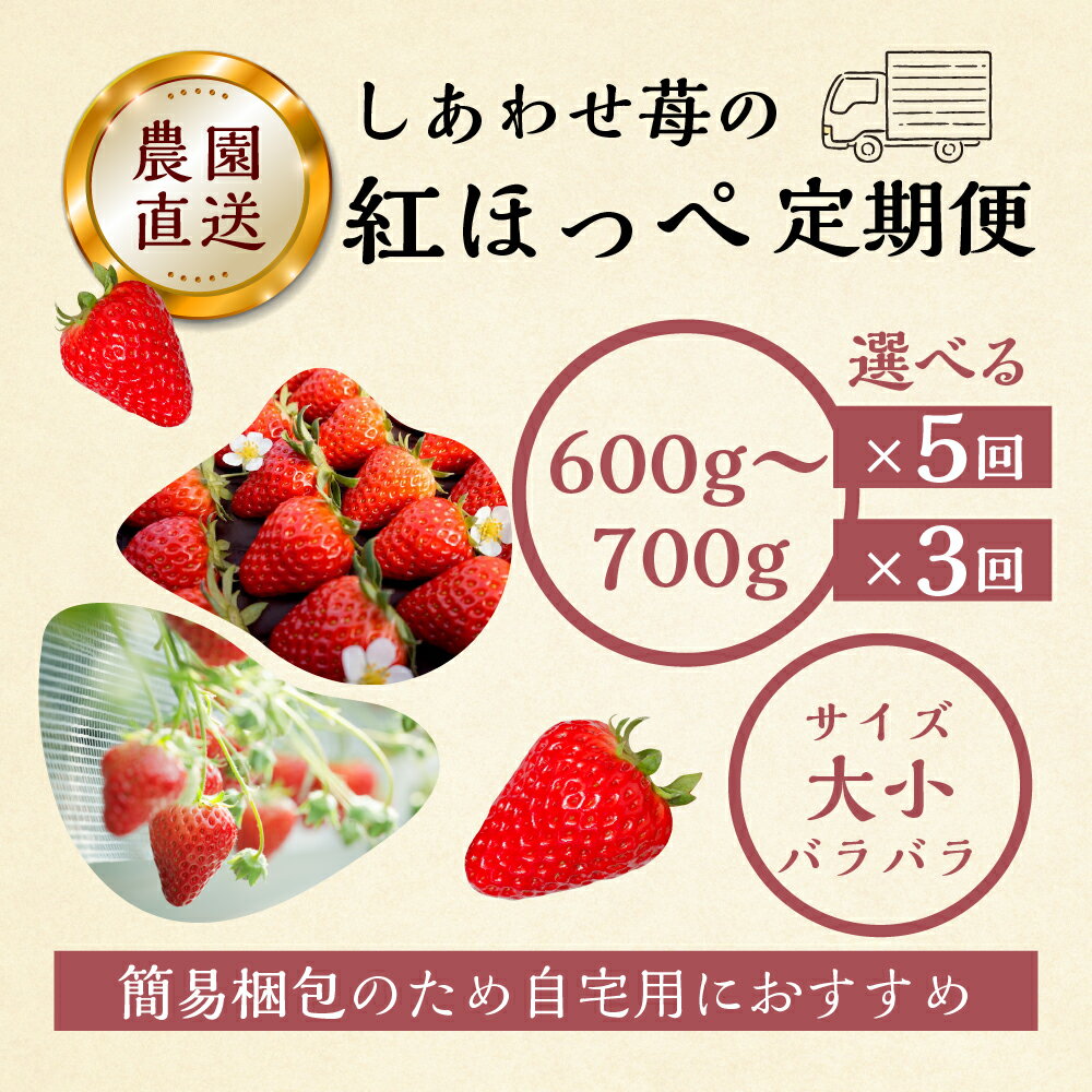 【ふるさと納税】【2026年1月以降発送】【定期便3回 5回 選べる】自宅用 いちご 紅ほっぺ 600-700g ×3回 サイズ バラバラ 訳あり 訳アリ 農園直送 [mt196] フルーツ スイーツ 苺 イチゴ 人気 簡易梱包 家庭用 産地直送 激甘 岐阜県 本巣市 3万 5万 サムネイル2