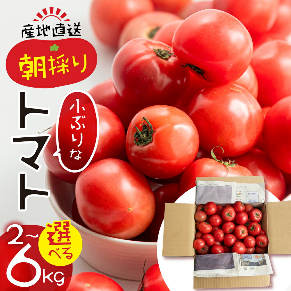 【2025年11月〜発送】大容量 トマト 選べる 2kg 6kg 令和8年産 先行予約 先行受付 大玉トマト の 小ぶり サイズ おまかせ 不揃い 訳あり 訳アリ 野菜 岐阜県産 本巣市 朝採り 産地直送 新鮮 期間 数量限定 常温 ポットファクトリー 美味しい 1万 10000円