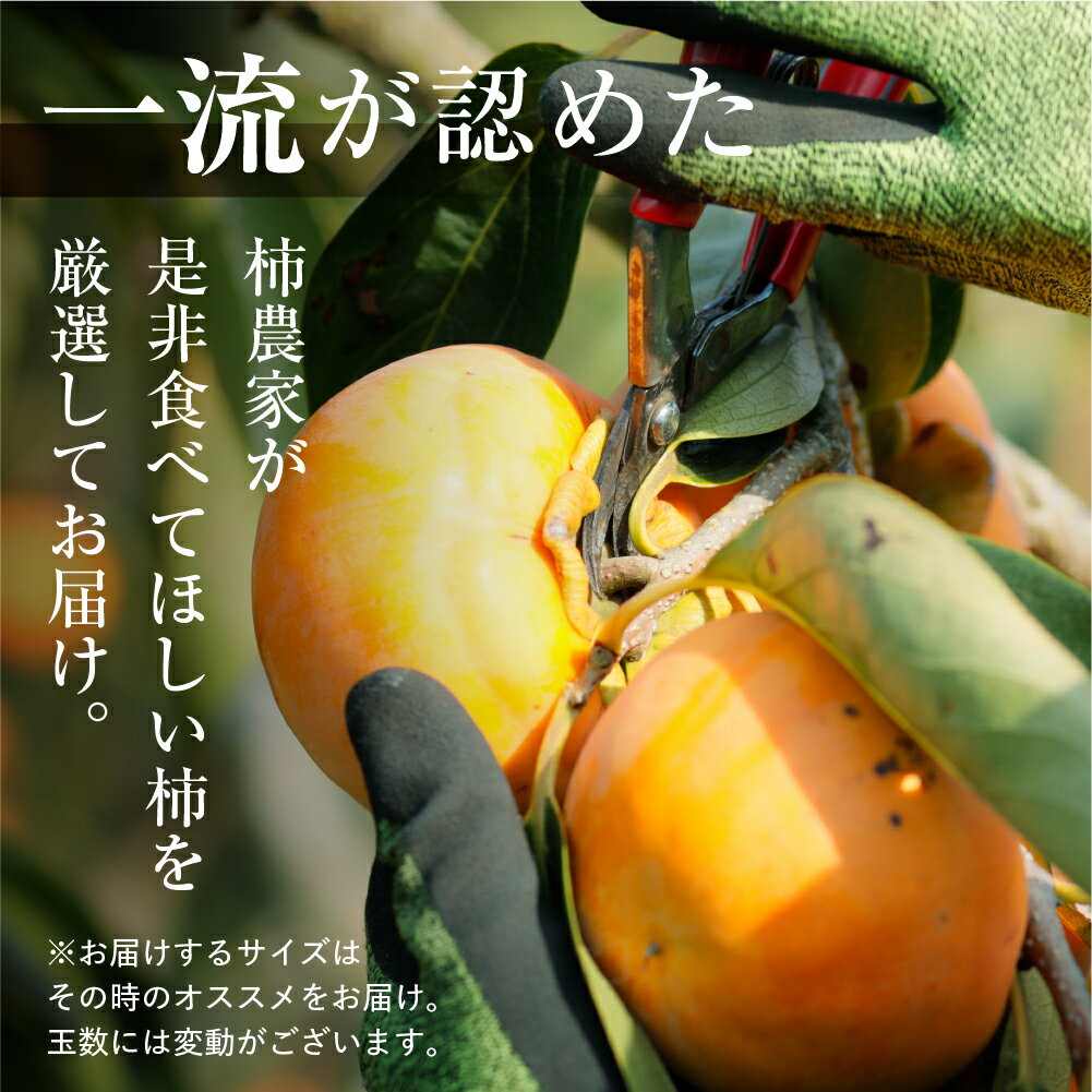 【ふるさと納税】[先行予約] 令和7年産《訳あり》サイズおまかせ 西垣農園の富有柿 約3kg [mt490] ｜わけあり サイズおまかせ かき 富有柿 フルーツ カキ 果物 くだもの 産地直送 岐阜県 本巣市 お取り寄せ 15000円 サムネイル3