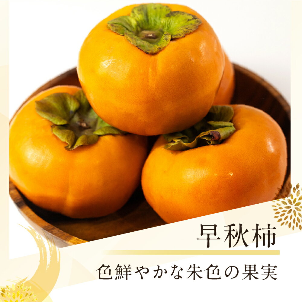 【ふるさと納税】【先行予約】【令和8年産】《早い甘柿》大野農園の早秋柿 (6〜8個入)10月上旬〜10月下旬発送予定[mt1738]｜柿　ギフト　贈答 早秋 フルーツ カキ 果物 くだもの 甘い 岐阜県 本巣市 8000円 サムネイル2