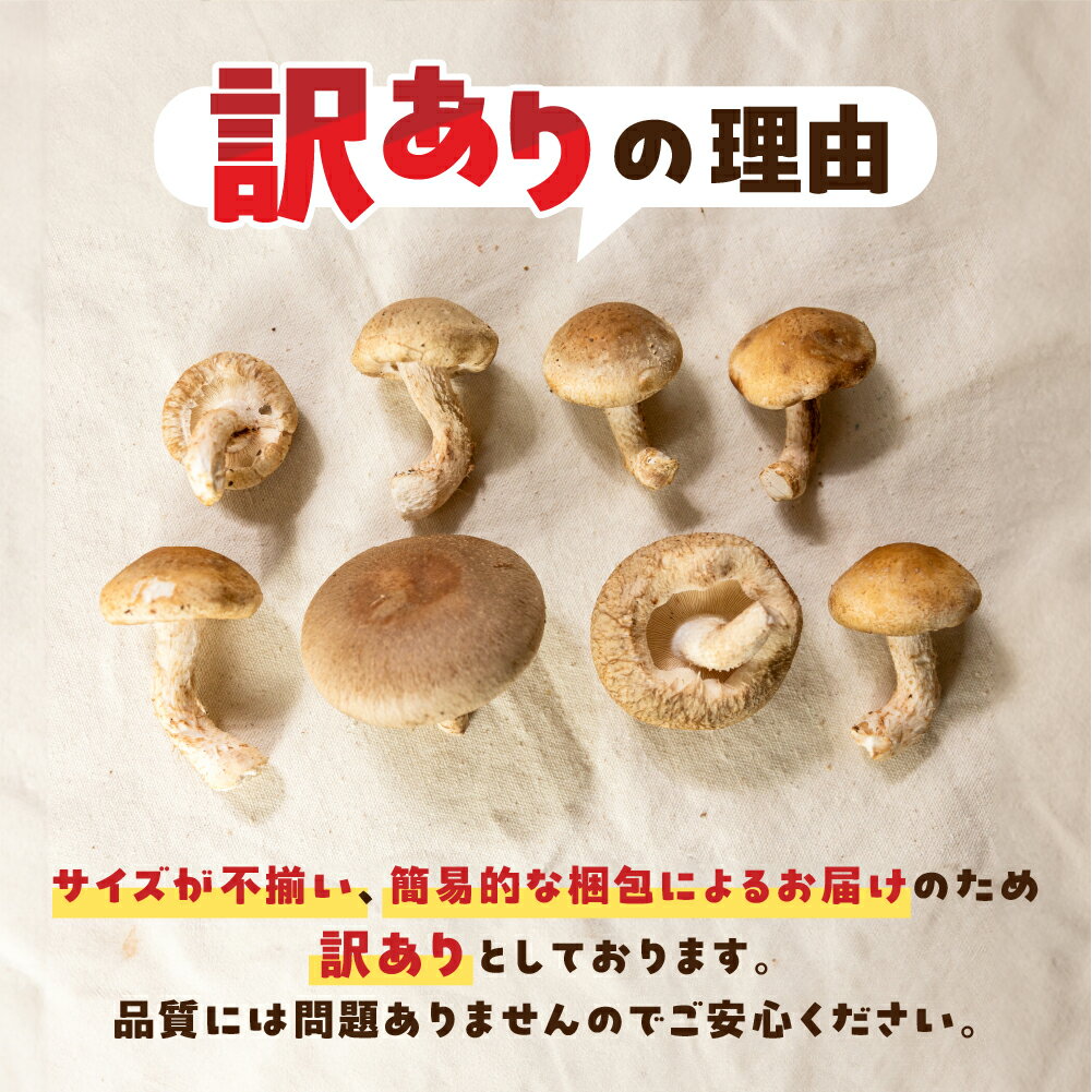 【ふるさと納税】【選べる】訳あり 生しいたけ 約 350g or 1.2kg 大容量 お試し サイズ 混合 不揃い おまかせ 簡易梱包 訳あり 訳アリ BBQ 野菜 栽培期間中 農薬不使用 岐阜県産 本巣市 国産 きのこ キノコ シイタケ 産地直送 新鮮 数量限定 冷蔵 モトスマッシュ [mt1622] - 画像2