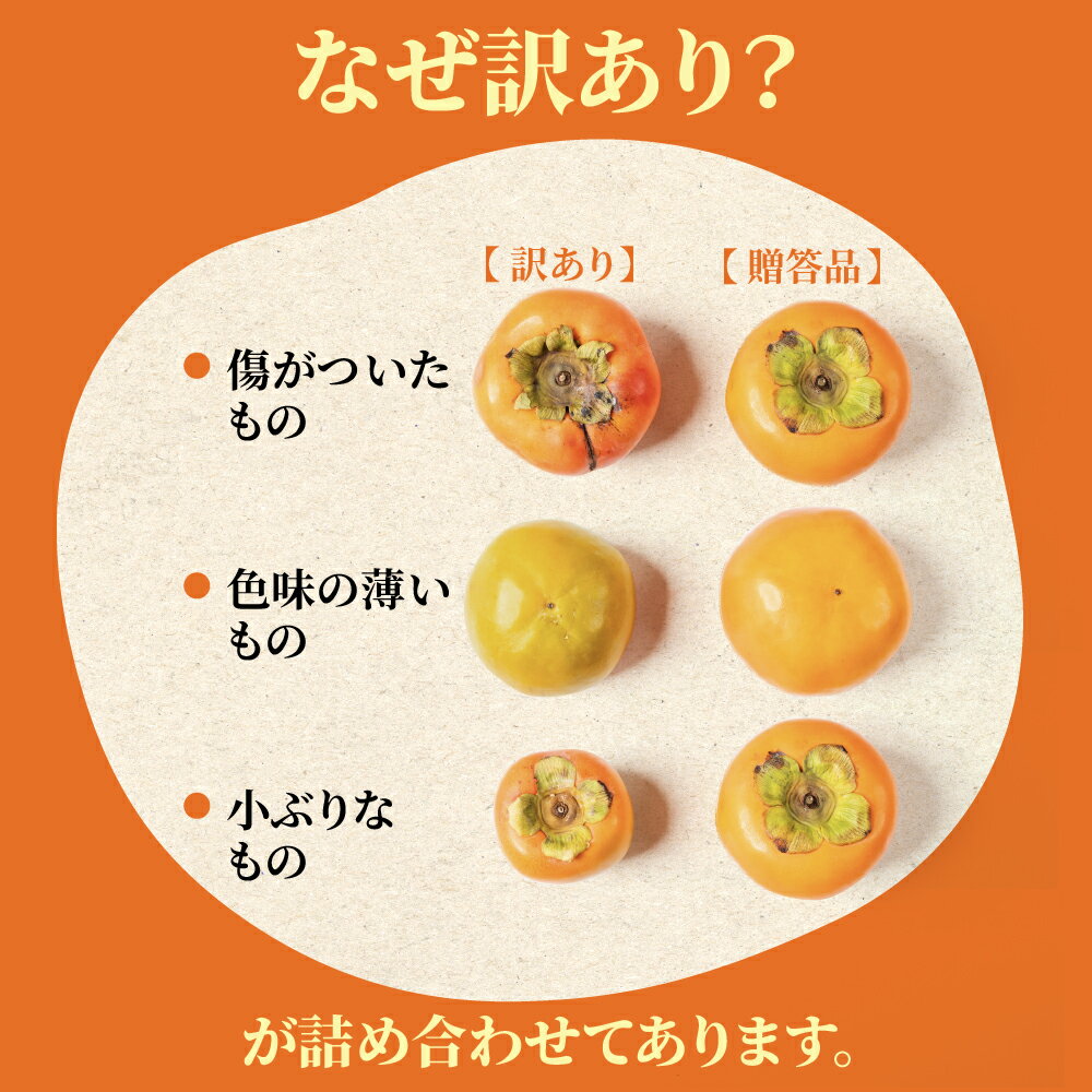 【ふるさと納税】【2026年11下旬〜発送】 令和8年産先行 訳あり 富有柿 8kg サイズ おまかせ 柿 かき ふゆうがき 果物 わけあり 訳アリ 不揃い 規格外 傷 ふぞろい B級品 フルーツ 本巣市 10000円 11月 12月 くどみフルーツ農園 岐阜県 年内 年内配送 - 画像2